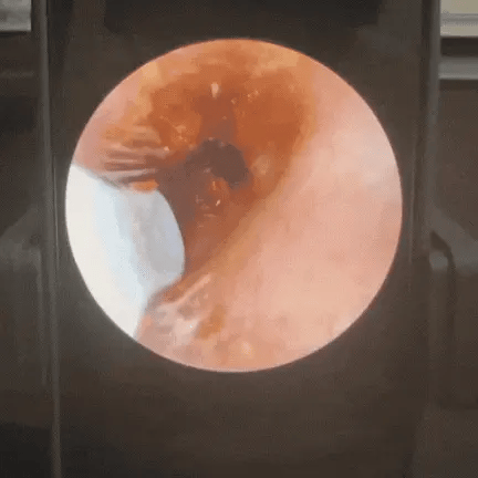 ORLEEA VISION 1.0